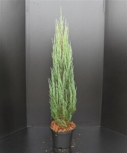 Juniperus s. 'Blue Arrow' 100-125 cm cont. 7,5L - afbeelding 4