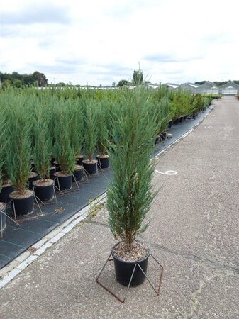 Juniperus s. 'Blue Arrow' 120-140 cm cont. 10L - afbeelding 4