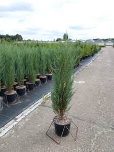 Juniperus s. 'Blue Arrow' 120-140 cm cont. 10L - afbeelding 4