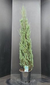 Juniperus s. 'Blue Arrow' 175-200 cm met kluit - afbeelding 5