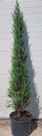 Juniperus s. 'Blue Arrow' 175-200 cm met kluit - afbeelding 4