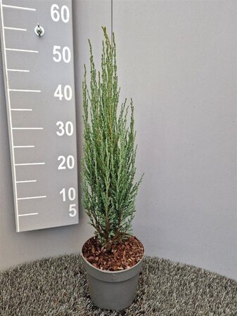 Juniperus s. 'Blue Arrow' 40-50 cm cont. 2,0L - afbeelding 7