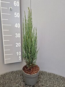 Juniperus s. 'Blue Arrow' 40-50 cm cont. 2,0L - afbeelding 7