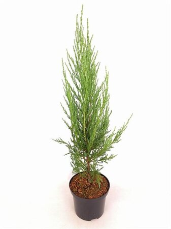 Juniperus s. 'Blue Arrow' 40-50 cm cont. 2,0L - afbeelding 4