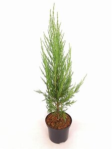 Juniperus s. 'Blue Arrow' 40-50 cm cont. 2,0L - afbeelding 4