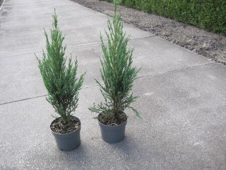Juniperus s. 'Blue Arrow' 40-50 cm cont. 2,0L - afbeelding 5