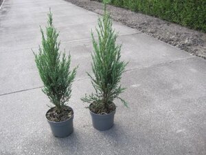 Juniperus s. 'Blue Arrow' 40-50 cm cont. 2,0L - afbeelding 5