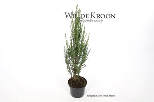 Juniperus s. 'Blue Arrow' 40-50 cm cont. 2,0L - afbeelding 6