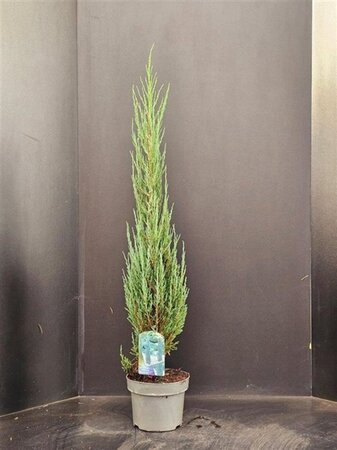 Juniperus s. 'Blue Arrow' 60-80 cm cont. 5,0L