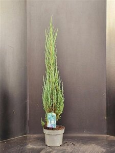 Juniperus s. 'Blue Arrow' 60-80 cm cont. 5,0L