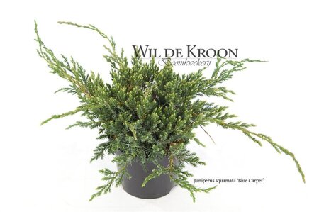 Juniperus squamata 'Blue Carpet' 20-25 cm cont. 2,0L