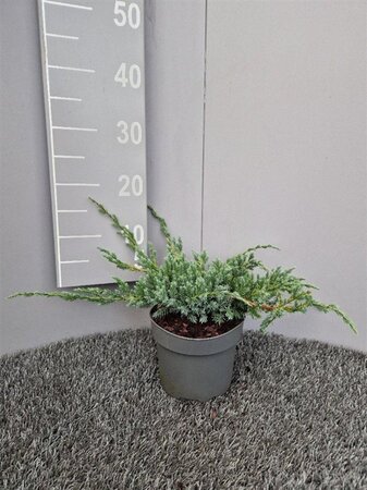 Juniperus squamata 'Blue Carpet' 20-30 cm cont. 2,0L - afbeelding 5