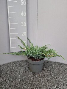 Juniperus squamata 'Blue Carpet' 20-30 cm cont. 2,0L - afbeelding 5