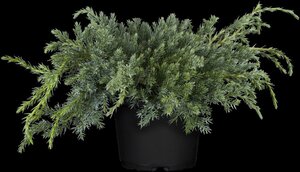 Juniperus squamata 'Blue Carpet' 20-30 cm cont. 2,0L - afbeelding 3