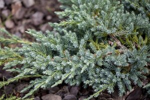 Juniperus squamata 'Blue Carpet' 20-30 cm cont. 2,0L - afbeelding 4