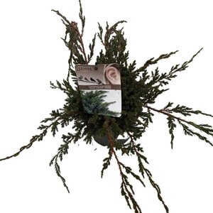 Juniperus squamata 'Blue Carpet' 25-30 cm cont. 2,0L - afbeelding 3