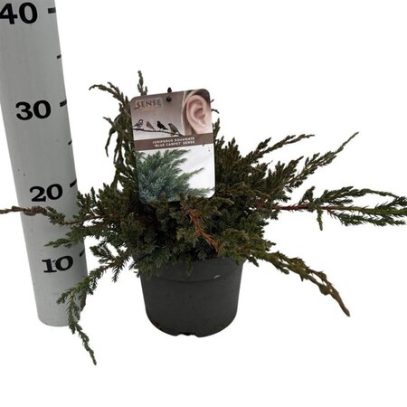 Juniperus squamata 'Blue Carpet' 25-30 cm cont. 2,0L - afbeelding 4