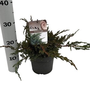 Juniperus squamata 'Blue Carpet' 25-30 cm cont. 2,0L - afbeelding 4