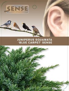 Juniperus squamata 'Blue Carpet' 25-30 cm cont. 2,0L - afbeelding 5