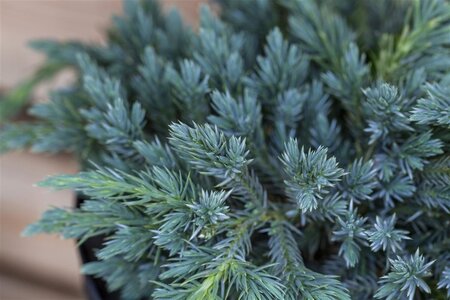 Juniperus squamata 'Blue Carpet' 25-30 cm cont. 2,0L - afbeelding 1