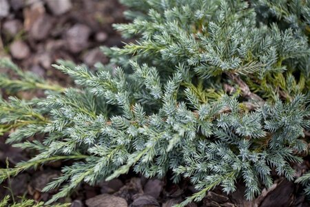 Juniperus squamata 'Blue Carpet' 25-30 cm cont. 2,0L - afbeelding 2