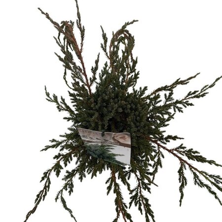 Juniperus squamata 'Blue Carpet' 25-30 cm cont. 2,0L - afbeelding 6