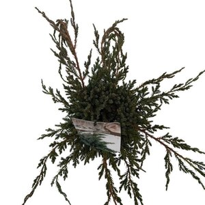 Juniperus squamata 'Blue Carpet' 25-30 cm cont. 2,0L - afbeelding 6