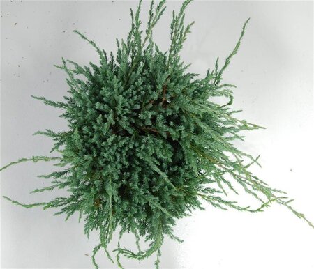 Juniperus squamata 'Blue Carpet' 30-40 cm cont. 5,0L - afbeelding 5