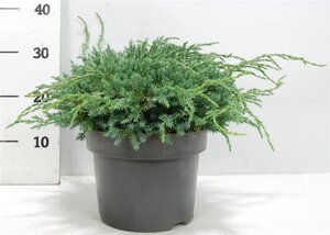 Juniperus squamata 'Blue Carpet' 30-40 cm cont. 5,0L - afbeelding 6