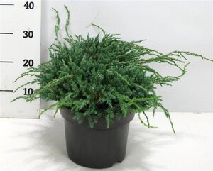 Juniperus squamata 'Blue Carpet' 30-40 cm cont. 5,0L - afbeelding 7