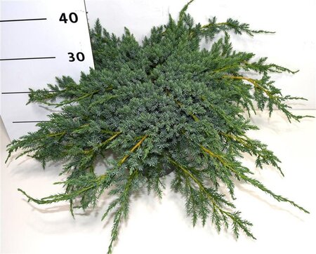 Juniperus squamata 'Blue Carpet' 40-50 cm cont. 5,0L - afbeelding 3