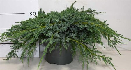 Juniperus squamata 'Blue Carpet' 40-50 cm cont. 5,0L - afbeelding 5