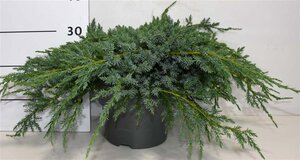 Juniperus squamata 'Blue Carpet' 40-50 cm cont. 5,0L - afbeelding 5