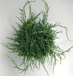 Juniperus squamata 'Blue Carpet' 40-50 cm cont. 7,5L - afbeelding 1