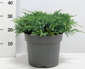 Juniperus squamata 'Blue Carpet' 40-50 cm cont. 7,5L - afbeelding 4
