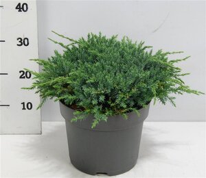 Juniperus squamata 'Blue Carpet' 40-50 cm cont. 7,5L