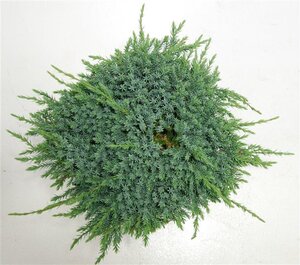 Juniperus squamata 'Blue Carpet' 40-50 cm cont. 7,5L - afbeelding 5