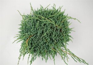 Juniperus squamata 'Blue Carpet' 40-50 cm cont. 7,5L - afbeelding 3