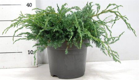 Juniperus squamata 'Blue Carpet' 40-50 cm cont. 7,5L - afbeelding 3