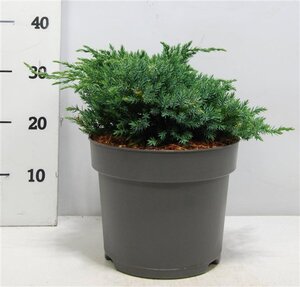Juniperus squamata 'Blue Carpet' 40-50 cm cont. 7,5L - image 2