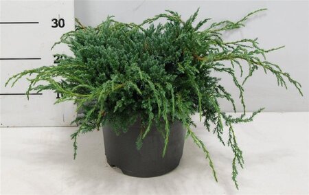 Juniperus squamata 'Blue Carpet' 40-50 cm cont. 7,5L - image 2