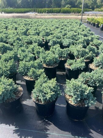 Juniperus squamata 'Blue Star' 15-20 cm cont. 3,0L - afbeelding 8