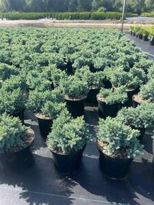Juniperus squamata 'Blue Star' 15-20 cm cont. 3,0L - afbeelding 8
