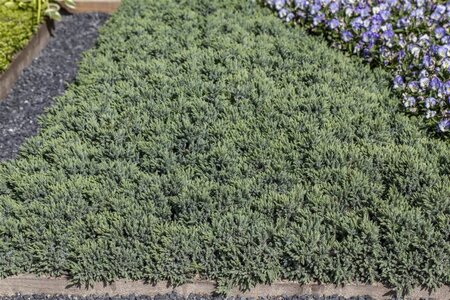 Juniperus squamata 'Blue Star' 20-30 cm cont. 5,0L - image 1