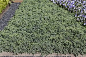 Juniperus squamata 'Blue Star' 20-30 cm cont. 5,0L