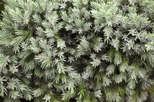 Juniperus squamata 'Blue Star' 20-30 cm cont. 5,0L - image 2
