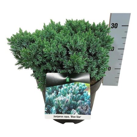 Juniperus squamata 'Blue Star' 30-40 cm cont. 7,5L - afbeelding 4