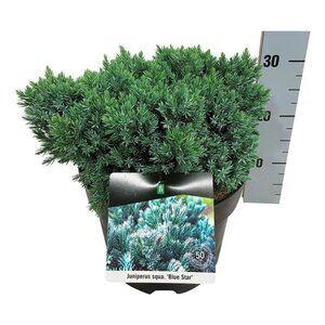 Juniperus squamata 'Blue Star' 30-40 cm cont. 7,5L - afbeelding 4