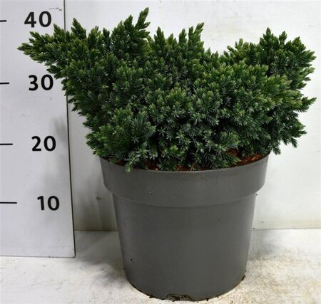 Juniperus squamata 'Blue Star' 30-40 cm cont. 7,5L - afbeelding 5
