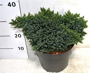 Juniperus squamata 'Blue Star' 30-40 cm cont. 7,5L - afbeelding 6